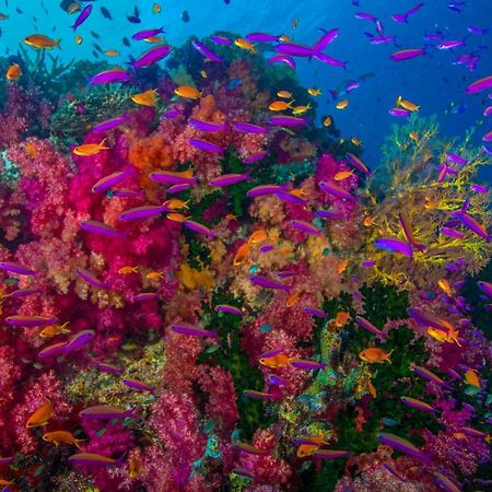 Sau Bay Resort - Off Taveuni Na Sau Bay Экстерьер фото