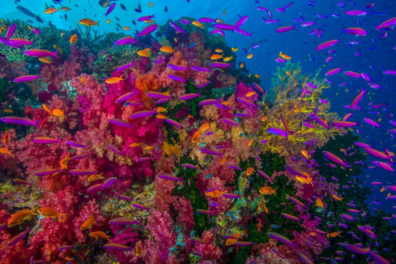 Sau Bay Resort - Off Taveuni Na Sau Bay Экстерьер фото